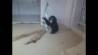 のんほいパークのチンパンジーファン2022年6月11日　13時6分頃