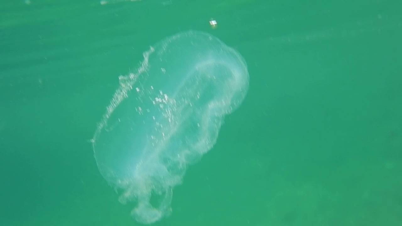 Moon jellyfish / Aurelia aurita