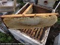 как я учился у опытных пчеловодов каждый год товарный мед получать, и какие допускал ошибки