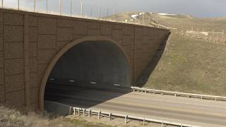 WYDOT teams up with Game and Fish to construct wildlife crossings
