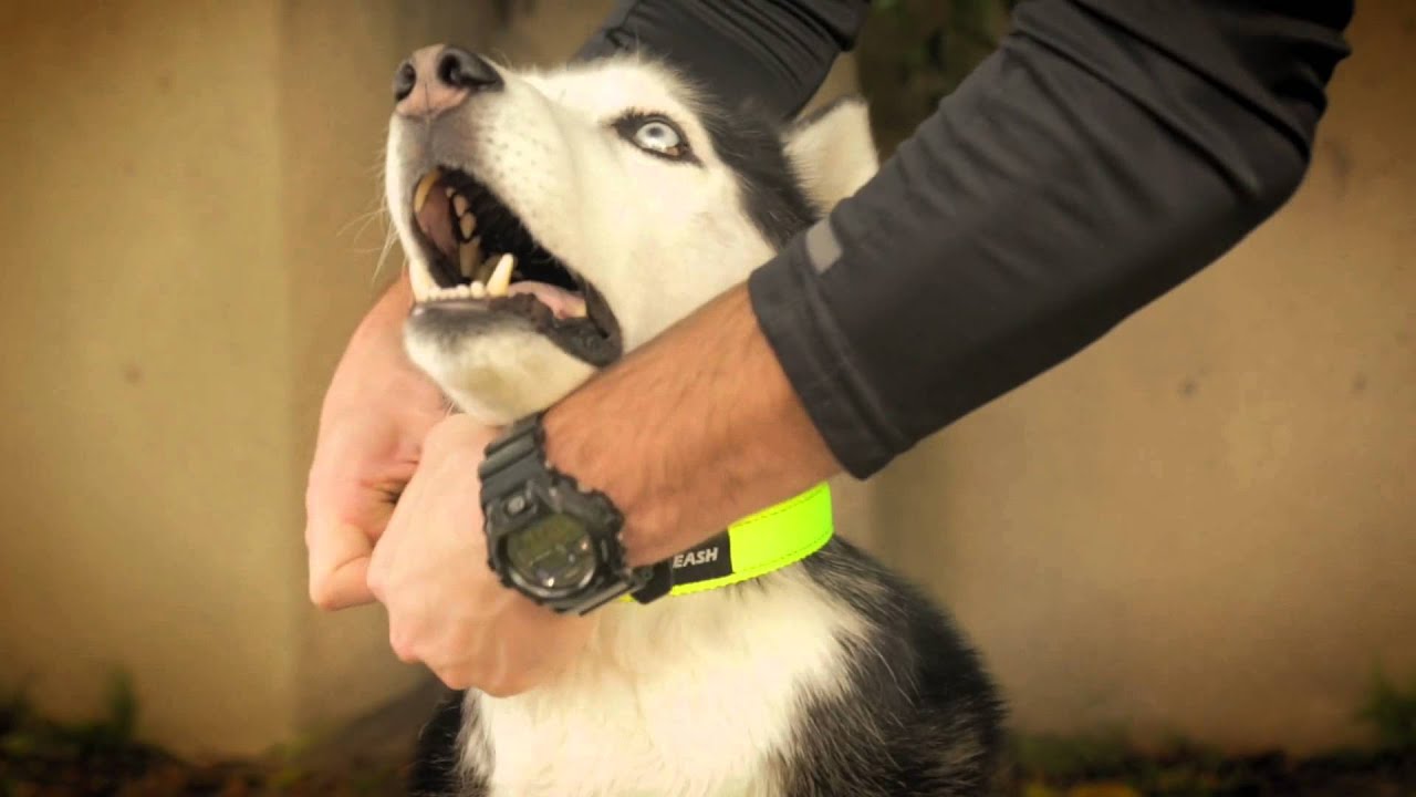 Neoprene Lined SportCollar (Odor-free & Waterproof)