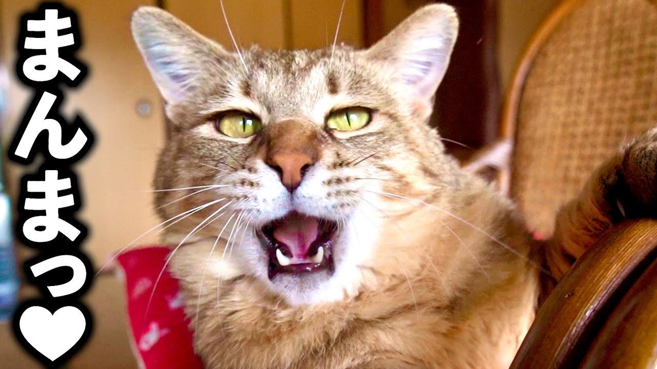 かわいい！完全復活で超ごきげんにお喋りする元野良猫トラ【庭に