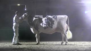 SCHAU DER BESTEN 2024: Videos von CATTLE.de - Teil 29