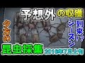 【カブトムシ・クワガタ】 昆虫採集 2016年7月上旬 / 【Beetles】 Insect Collecting in early July 2016