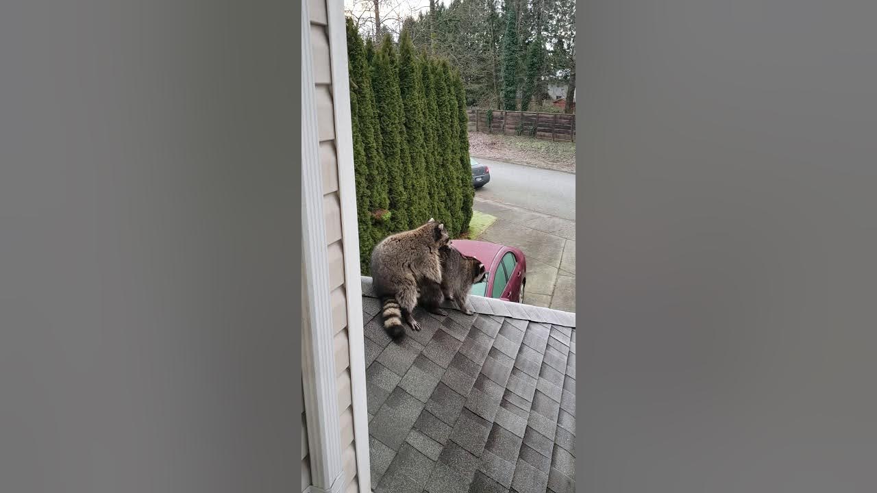 Amorous Racoons Mating on Roof YouTube