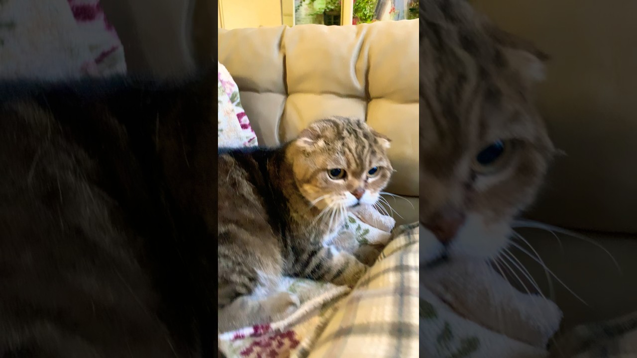 Сыны Котов💋😴