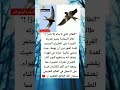 ماذا تعرف عن الطائر الذي لا ينام إلا نادرا طائر السمامة يتميز بقدرته الفريدة على 