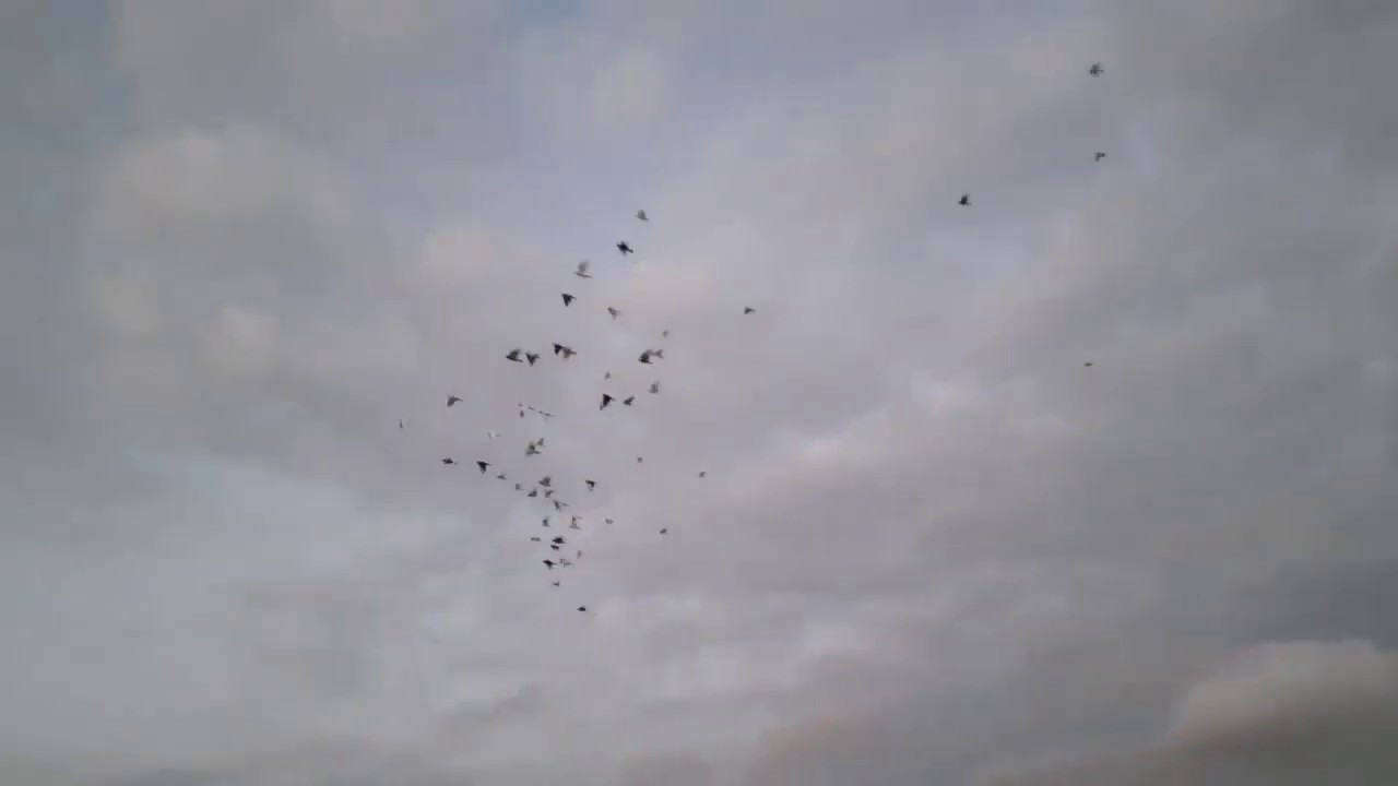 كمين للسقيطه تعالو شوفو عملنا فيهم ايه(رميه حمام من الحضره للجديده)