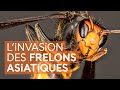 Bilan des connaissances sur l'invasion du frelon asiatique