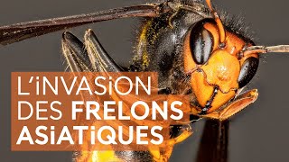 Bilan des connaissances sur l'invasion du frelon asiatique