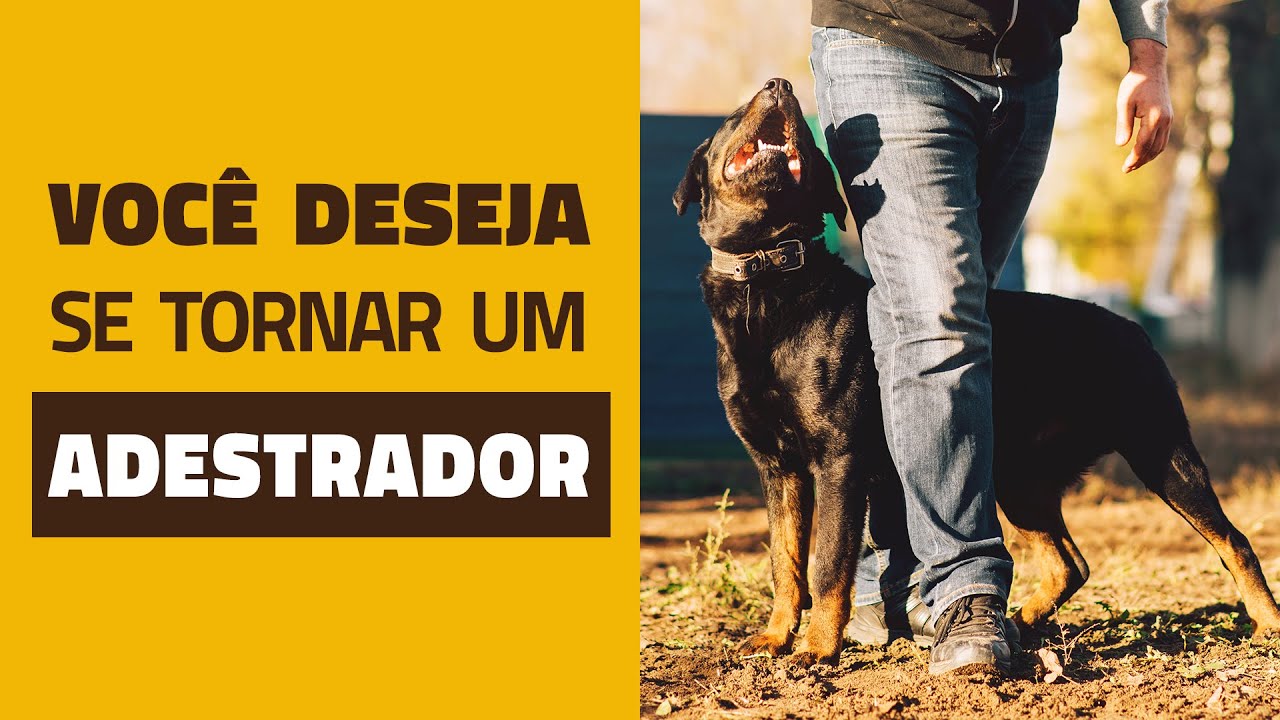 Você quer se tornar um adestrador de cães?