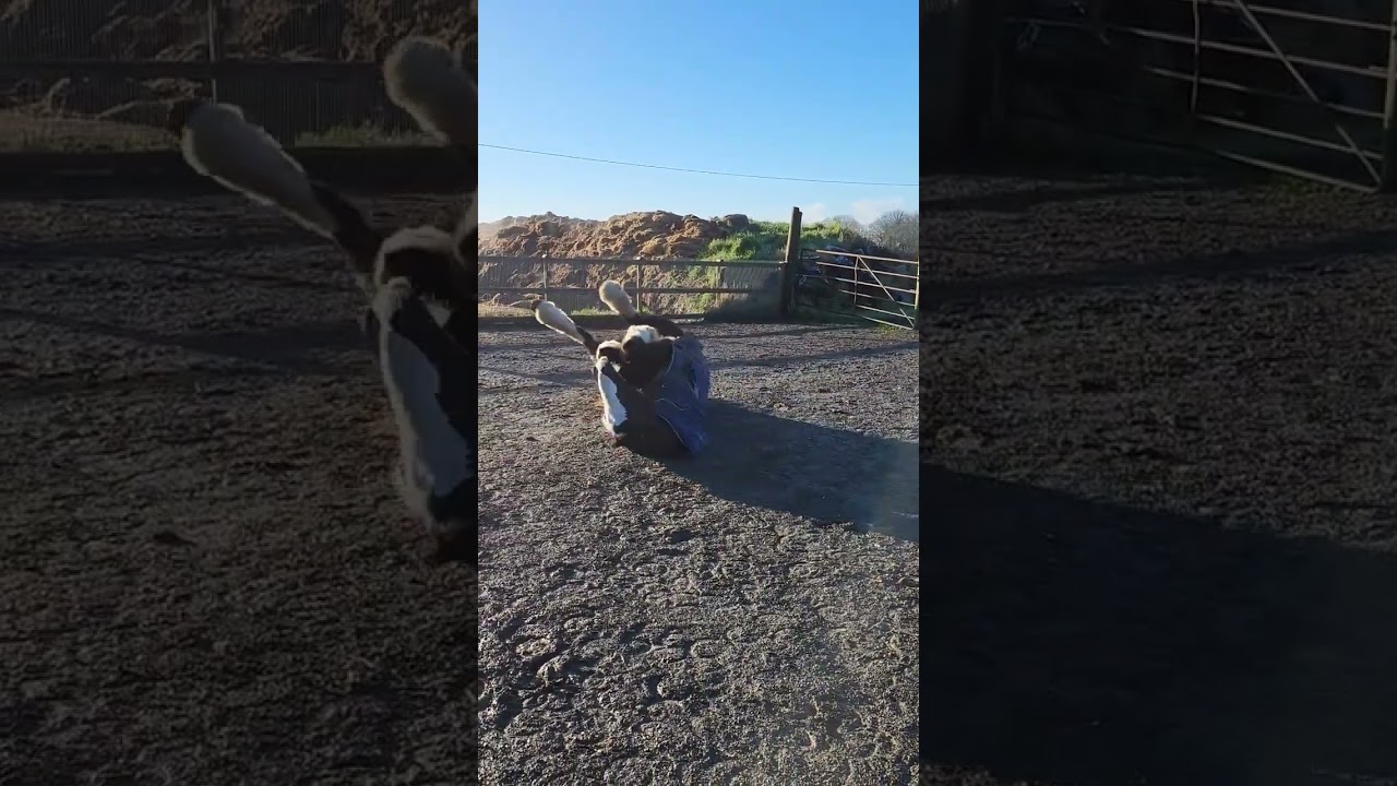 just enjoying a little roll 🥰 