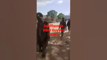 Oduu Hattatammaa Wbo Zonii Lixaa Injiiffannoo Onaachisaa Gaaggegseen Waranaa Pp 28 Bojjihee Jiraa 