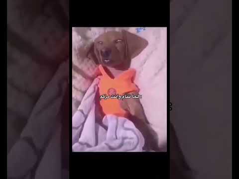 ١٠١ كلب لطيف كلب زكام اطفال علاج الزكام