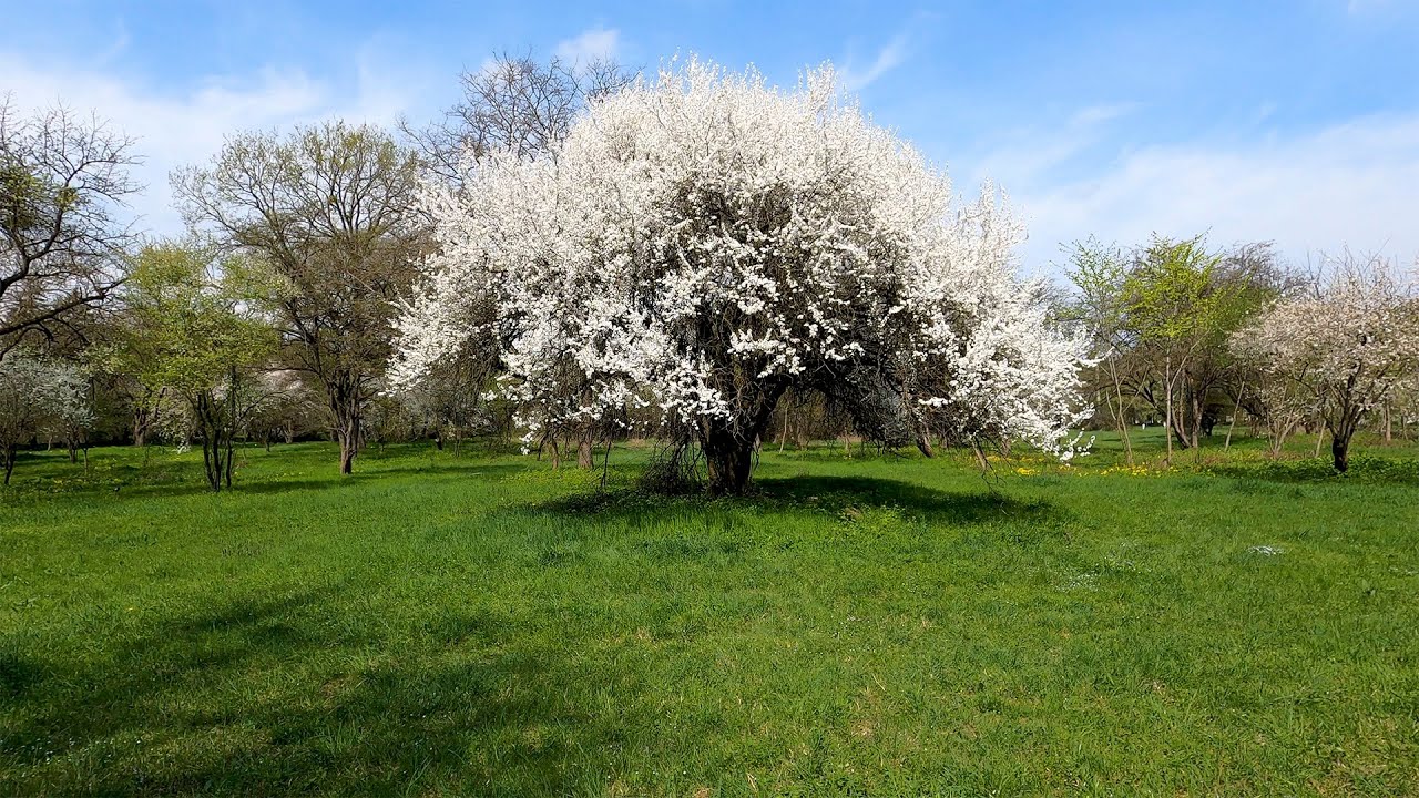 Spring tree Blossoms and Forest birds Singing - YouTube