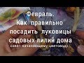 Февраль.Как правильно посадит луковицы садовых лилий дома