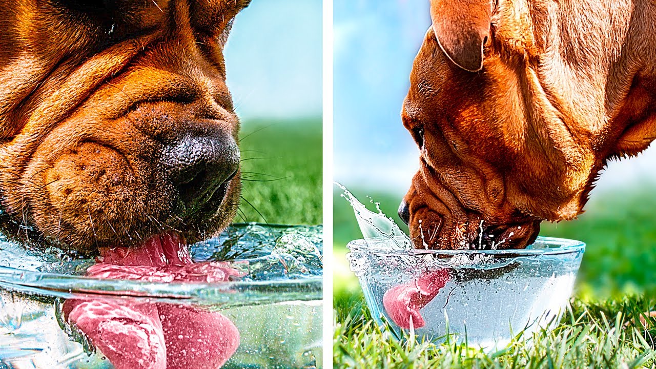 Как пьет собака замедленная. Собака пьет. Собаки в замедленной съемке. Собака пьёт воду замедленная съёмка. Собака лакает воду замедленная съемка.