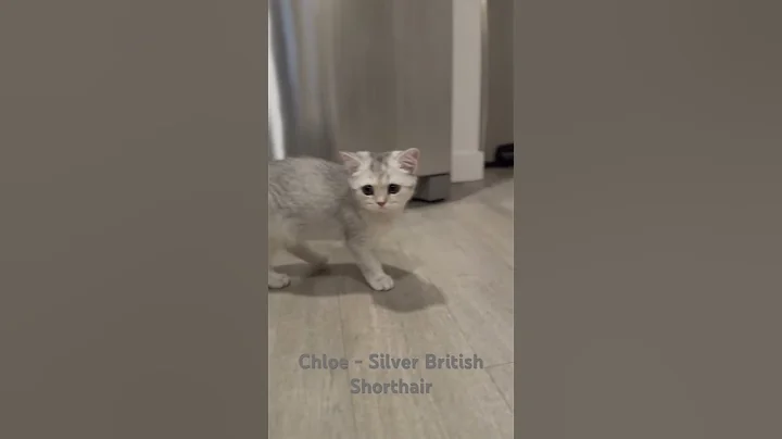 Video 9463621: british shorthair silver