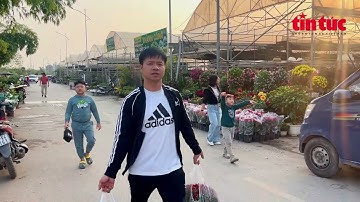 Làng hoa Xuân Quan tất bật vào vụ Tết