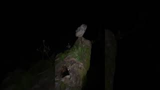 POV Calls for an Owl During the Night and It Lands Nearby