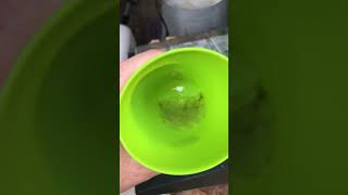 Using Aloe Vera gel as a rooting hormone to clone plants