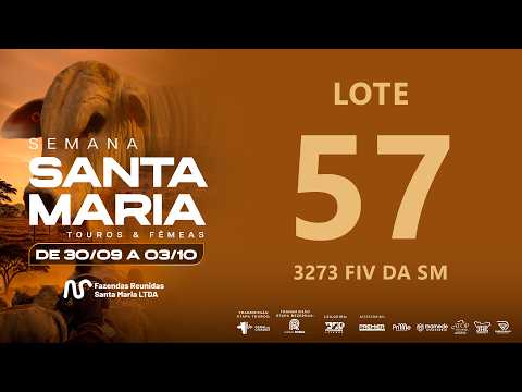 LOTE 57 FSM A3273