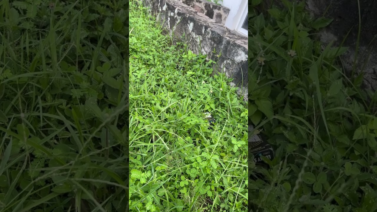 Chicharra cantando mientras una libélula negra reposa en la hierba