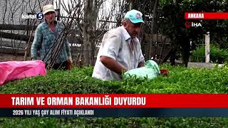 Tarım Ve Orman Bakanlığı Duyurdu | 2026 Yılı Yaş Çay Alım Fiyatı Açıklandı
