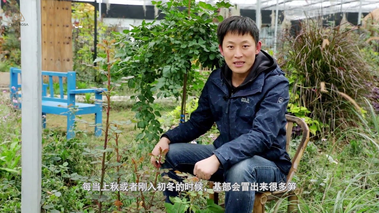 月季冬季冒出了强笋，该怎么处理？【天狼说月季】