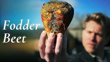 Why this root veg is suddenly popular