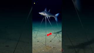 Tripod Fish 😮 #science #seacreatures #shorts #amazingfacts #shortsfacts
