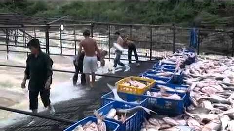 Chỉ có duy nhất ở Gia Lai Dễ như bắt cá ở hồ Ayun Hạ