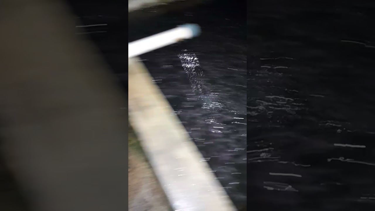 bibit ikan lele uk 4cm umur 25hari dari menetas