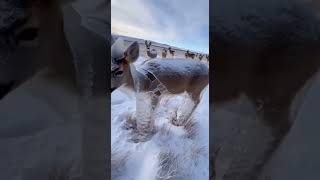 A mysterious twist in nature you didn't know #Meerkat #EcoAdventure #AnimalVideo #CuteAnimal