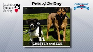 LEX18 Pet of the Day
