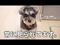愛犬に一日中ずっと見られる生活【シュナウザー】