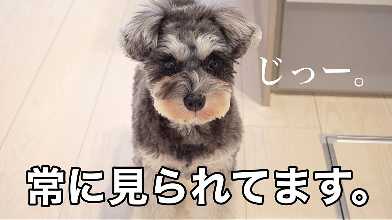 Живу с моей любимой собакой, которая наблюдает за мной весь день [шнауцер].