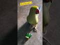 Adventures of mithu the parrot with a knack for it