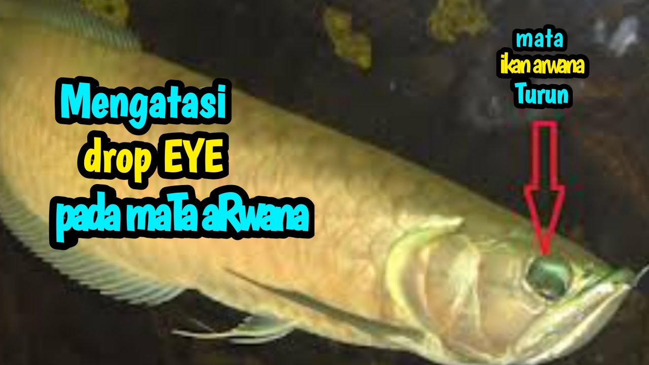 Cara mengatasi drop EYE pada mata ikan arwana turun