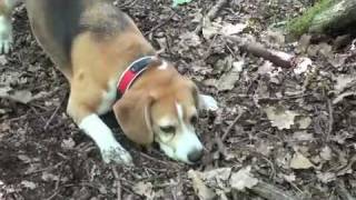 Beagle Playing , Beagles are Boss