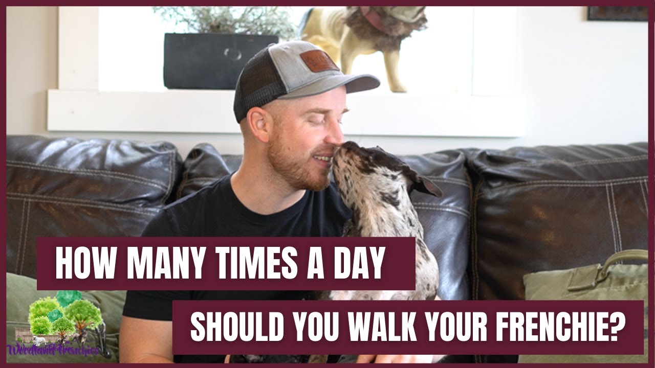 How Far Should A French Bulldog Walk