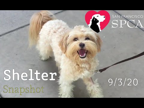 SF SPCA Shelter Snapshot Ep. 1