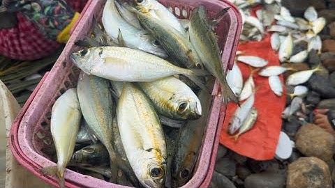 LÀNG CHÀI HÒN RƠM - MÙA BÃO 