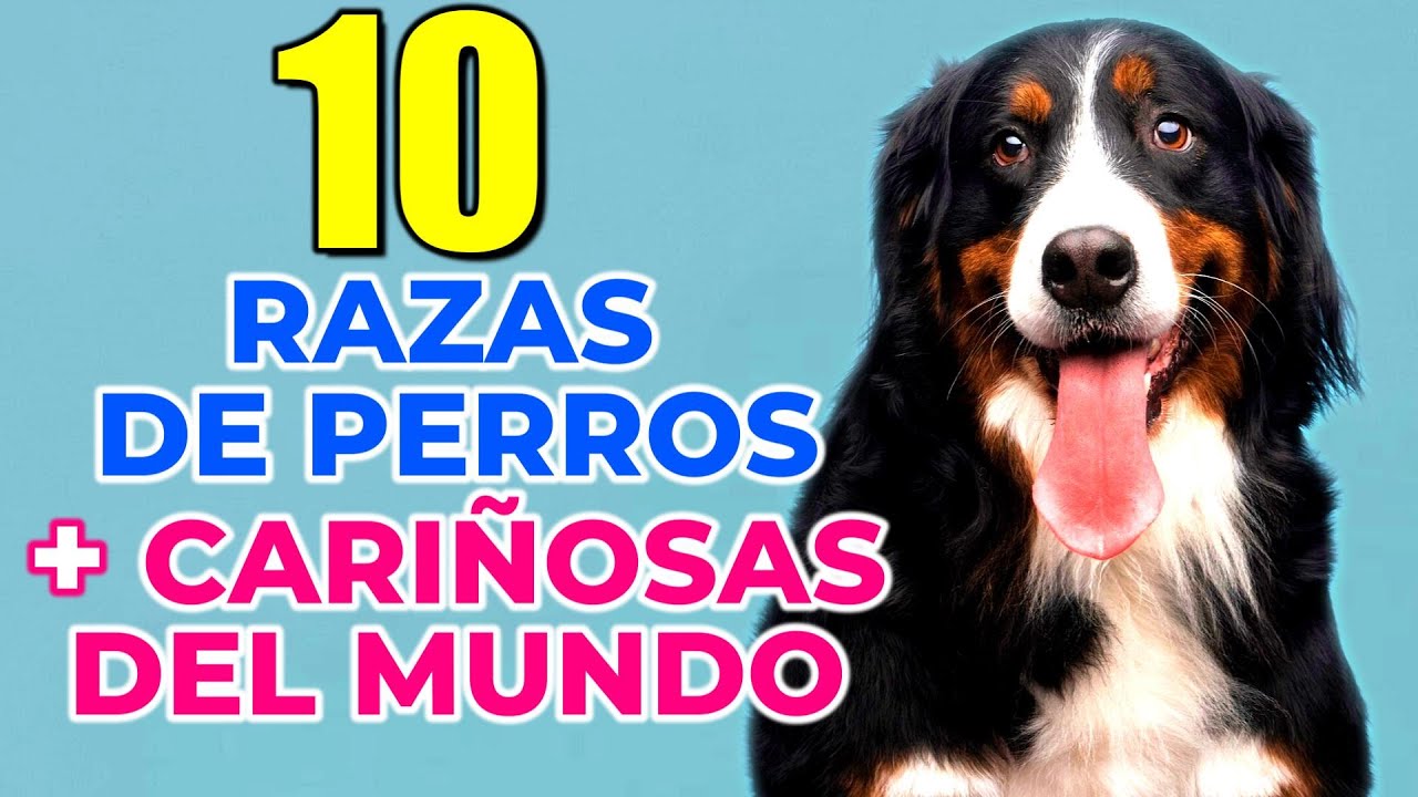 LOS 10 PERROS MAS CARIÑOSOS DEL MUNDO