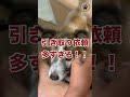 保護犬レオ面会希望が入りました!#shorts