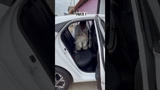 Um dia comigo indo no supermercado comprar tudo que está faltando em casa e vou levar vcs #pet #pets