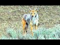 Coyote Dirt Naps | Vol 2 | #hunting #shorts #wildlife