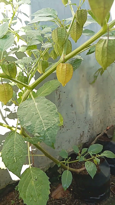 Manfaat buah Ciplukan. #fruit #Shorts #ciplukan