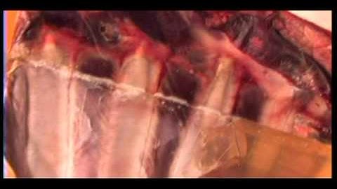 Swhacker Broadhead Science (Ballistic Gelatin Test) Part 3