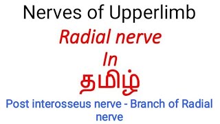 Radial nerve in தமிழ் / Posterior interosseus nerve - Deep terminal branch of Radial nerve in தமிழ்